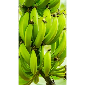 Green Banana  (42)-3858536-41430.webp